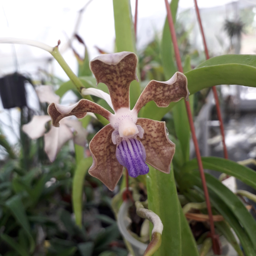 Vanda tessellata blue 20230911