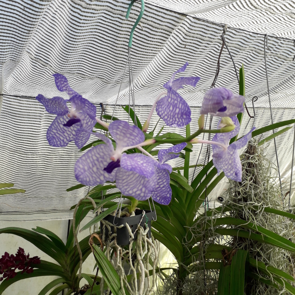 Vanda coerulea 20231215