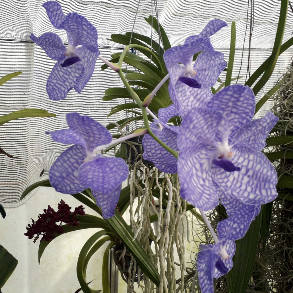 Vanda coerulea 20240115