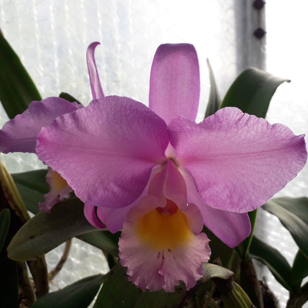 Cattleya Beaumesnil 'Parme' 20240120