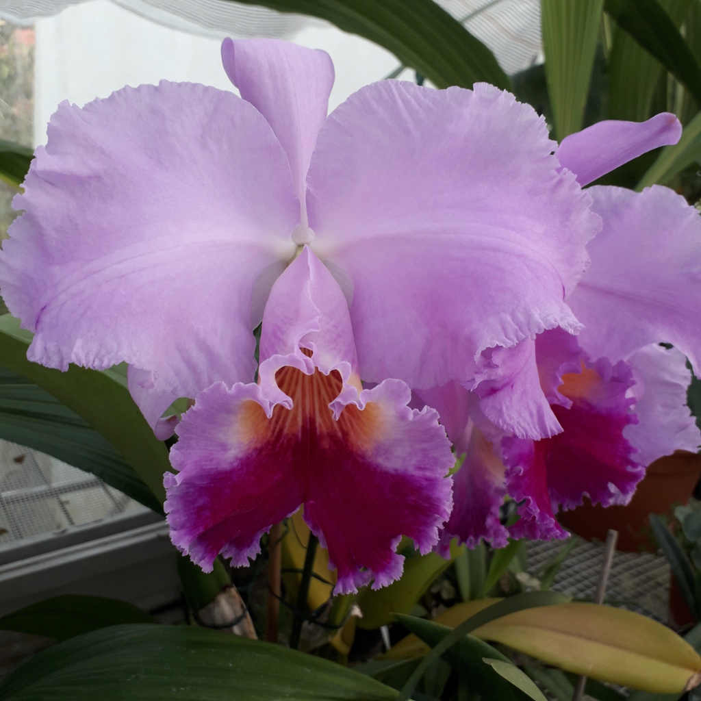 Cattleya Récital 20240122