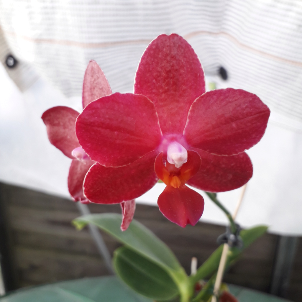 Phalaenopsis Allura ‘Crimson Love’ 20240210