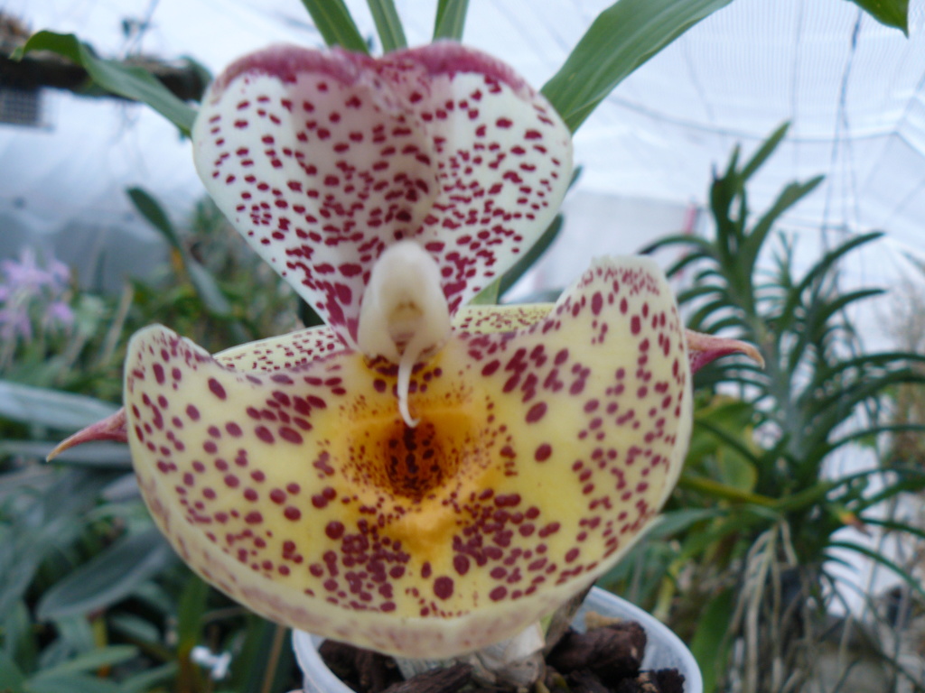 Catasetum Orchidglade 'Davie Ranches' Catase11