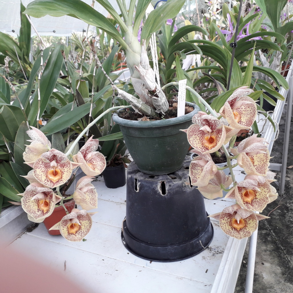 Catasetum Orchidglade 'Davie Ranches' Catase22