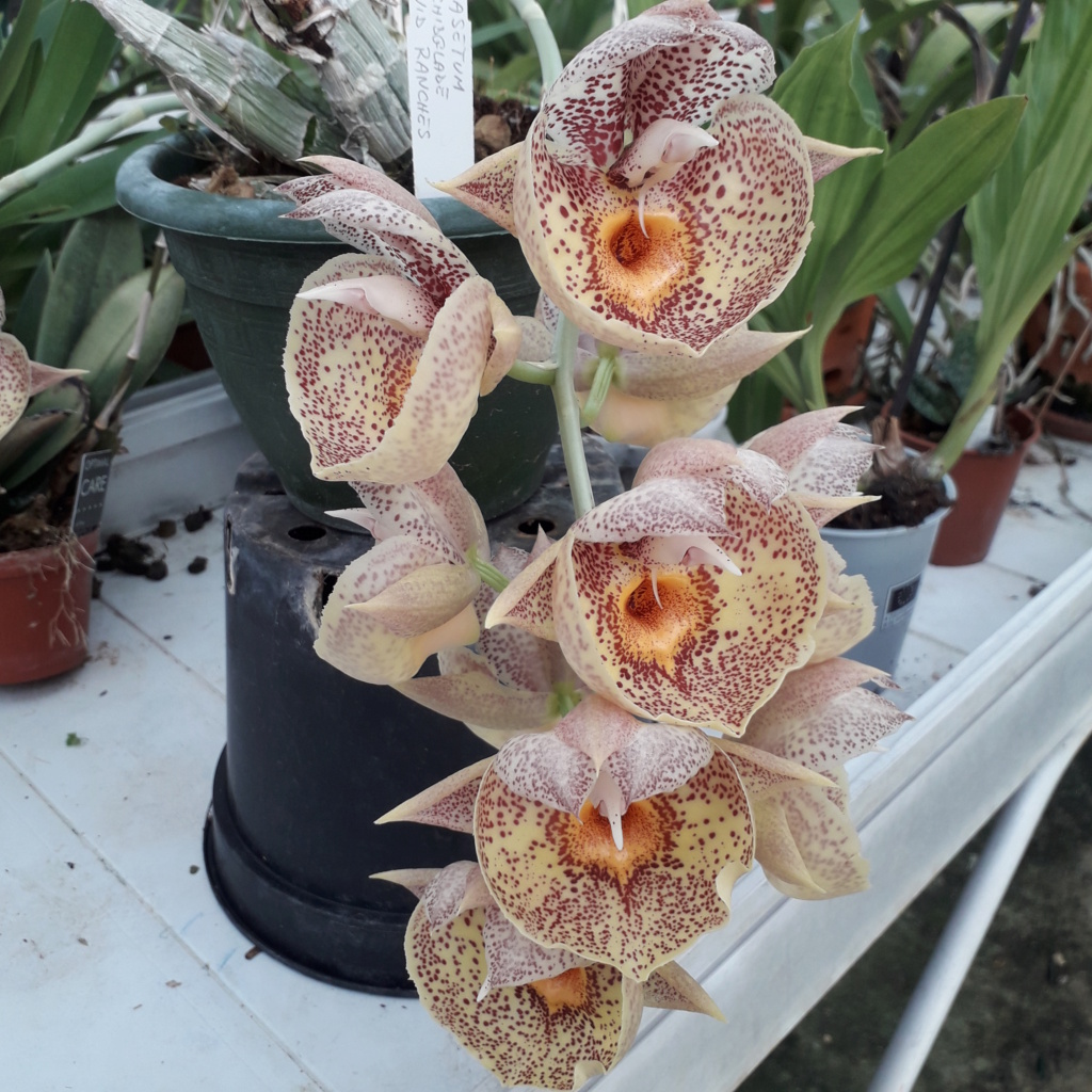 Catasetum Orchidglade 'Davie Ranches' Catase24