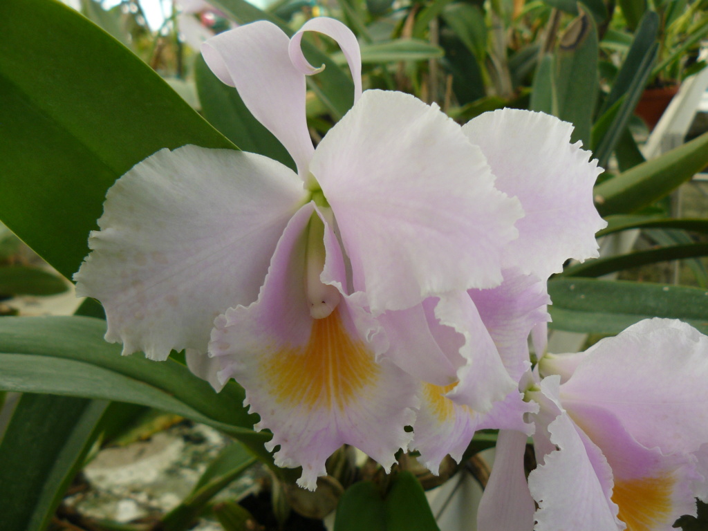 Cattleya schroederae P1060628