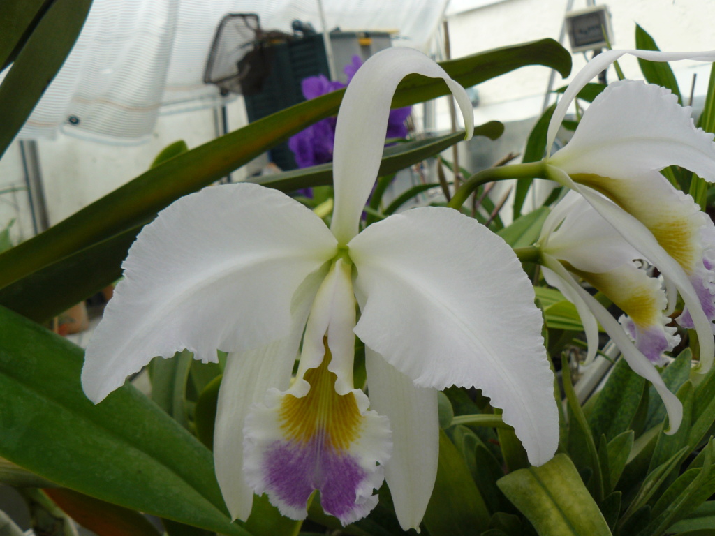 Cattleya gaskelliana f. coerulea P1070017