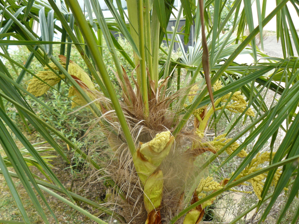 Fleurs de palmier P1070212