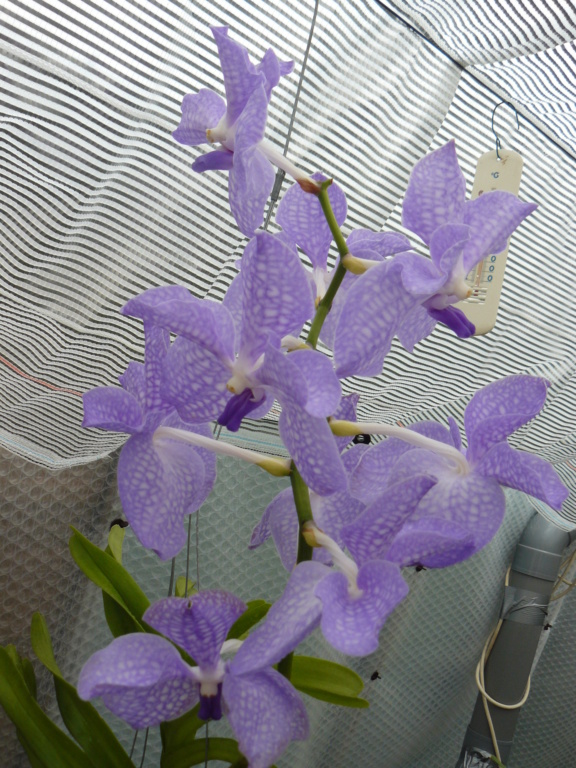 Vanda bleu clair Vanda_13