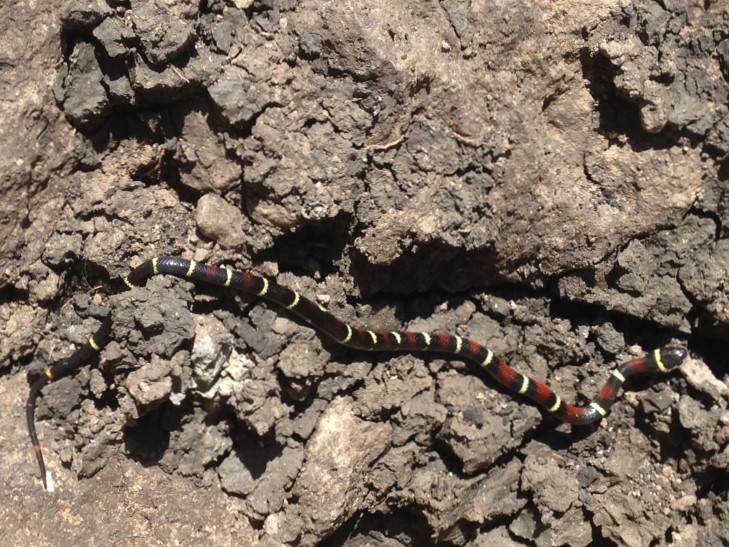 snakes Snake_10