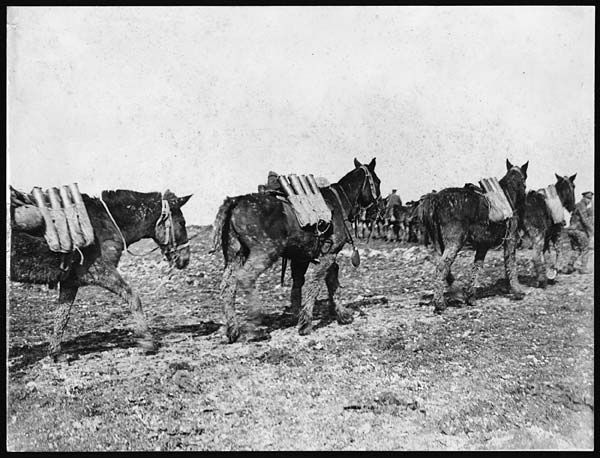 "Pack mules" : transport d'obus à dos de mules 8eecd110