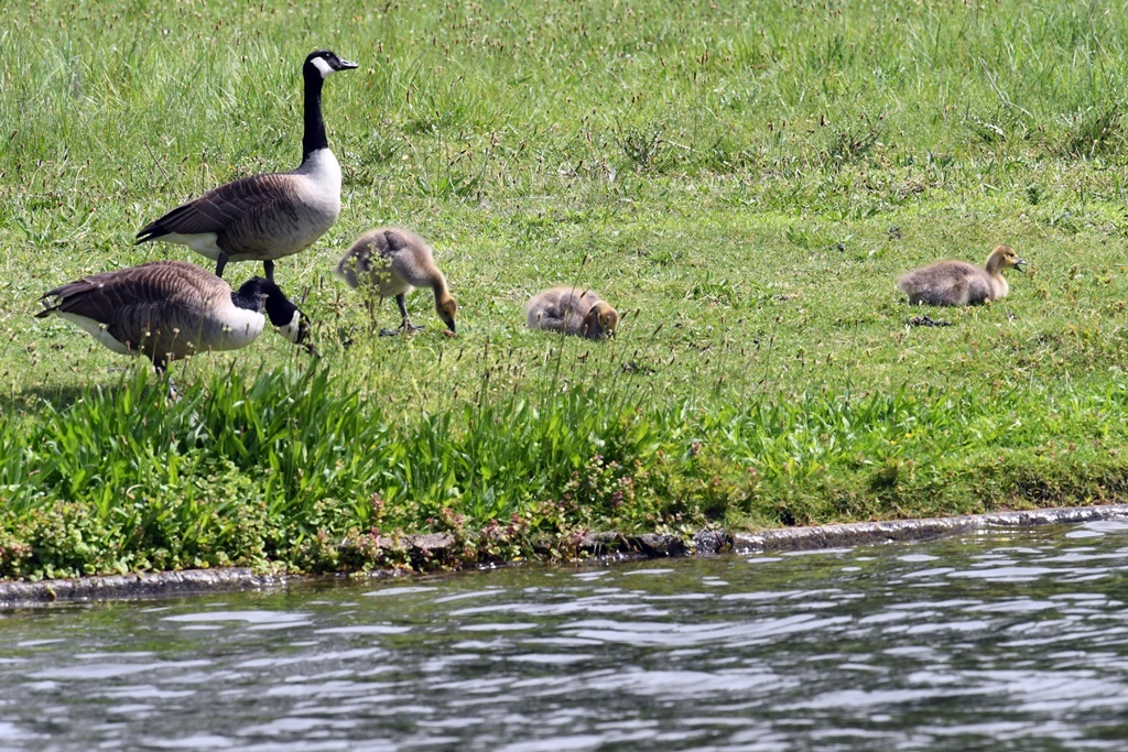 Bébés Anatidés et Rallidés près de l'eau. Bernache, Cygne, Foulque, Canard... Bernac11