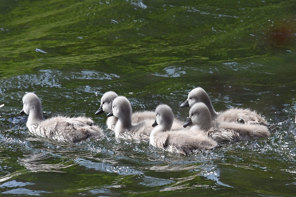 Bébés Anatidés et Rallidés près de l'eau. Bernache, Cygne, Foulque, Canard... Bzobzo14