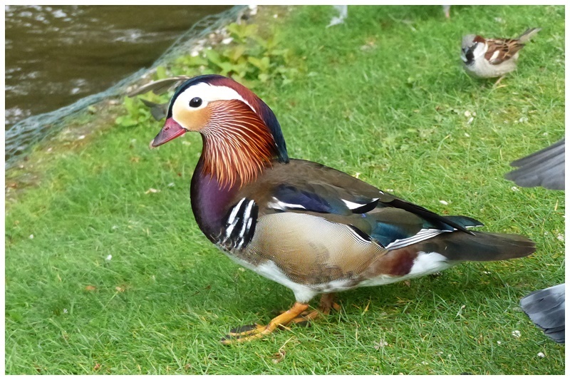 oiseaux - Anatidés près de l'eau (adultes) - Bernache nonnette du Canada, Cygne, Canard Carolin, Colvert, , Oie, Foulque.,Sarcelle Canard12