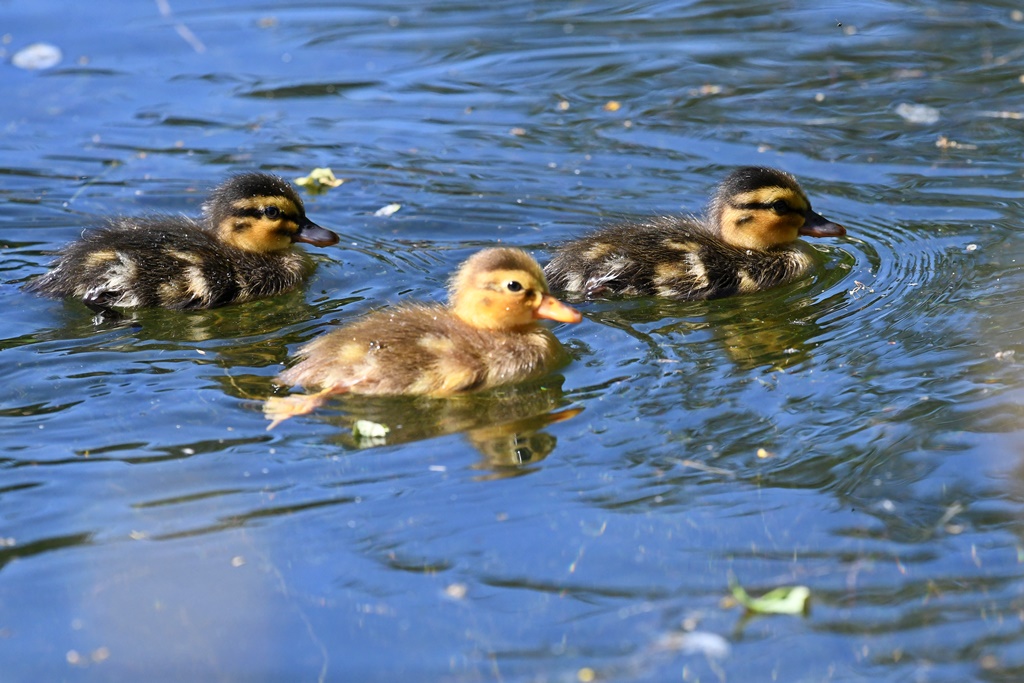 Bébés Anatidés et Rallidés près de l'eau. Bernache, Cygne, Foulque, Canard... Canard16