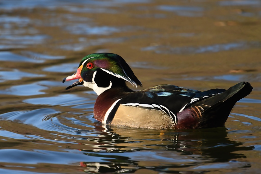 Anatidés près de l'eau (adultes) - Bernache nonnette du Canada, Cygne, Canard Carolin, Colvert, , Oie, Foulque.,Sarcelle Caroli10