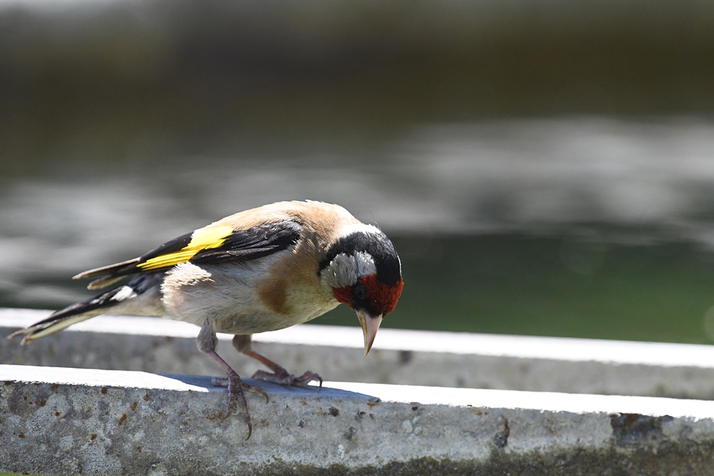 chardonneret - Fringillidés - Chardonneret, Linotte, Pinson, Serin cini, Verdier, Bouvreuil, Tarin, Bec croisé Chardo11