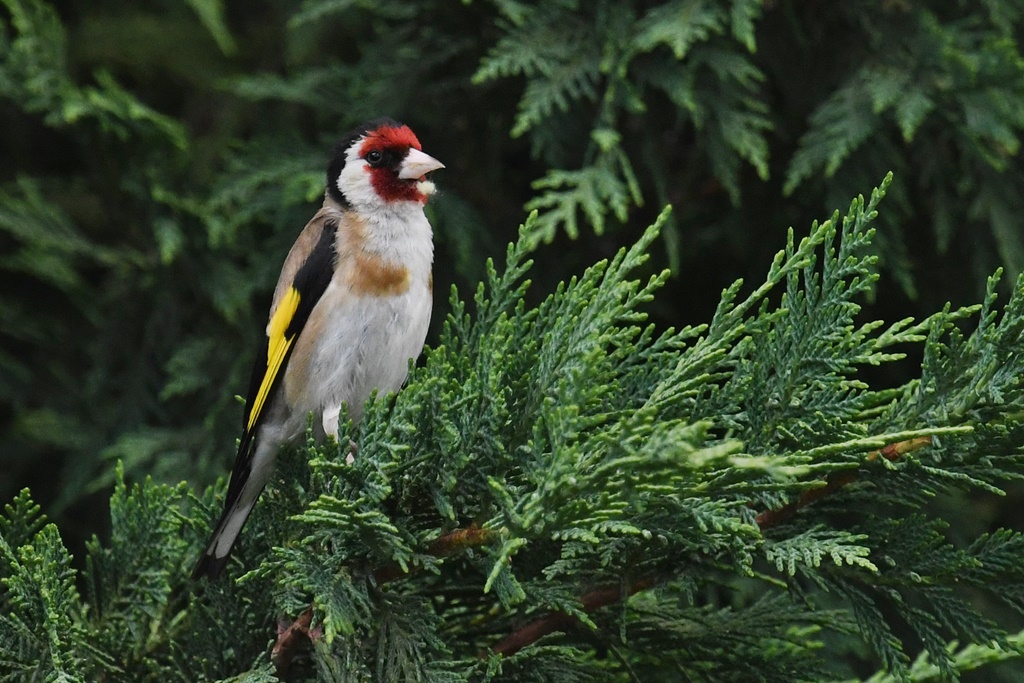 Fringillidés - Chardonneret, Linotte, Pinson, Serin cini, Verdier, Bouvreuil, Tarin, Bec croisé Chardo13