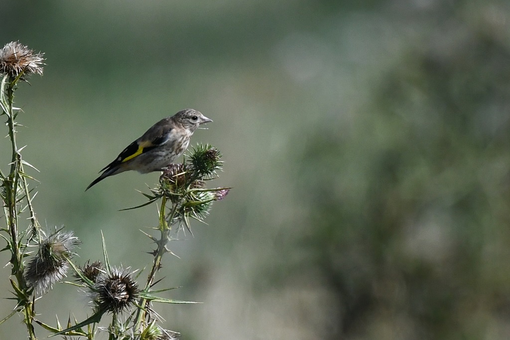 chardonneret - Fringillidés - Chardonneret, Linotte, Pinson, Serin cini, Verdier, Bouvreuil, Tarin, Bec croisé Chardo18