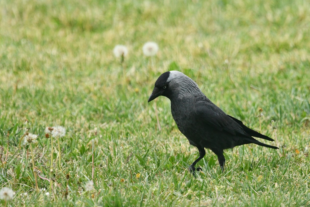 corneille - Corvidés dans les bois, la campagne, etc...Pie, Corneille, Corbeau, Choucas, Geai... Chouca10