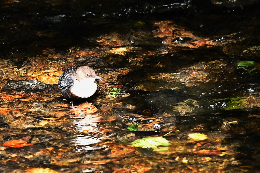 héron - Mes observations d'oiseaux  du jour Cincle10