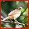 oiseaux - Liste des familles d'oiseaux publiées Cistic12