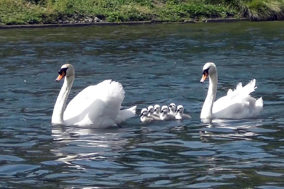 Anatidés près de l'eau (adultes) - Bernache nonnette du Canada, Cygne, Canard Carolin, Colvert, , Oie, Foulque.,Sarcelle Cygne_10