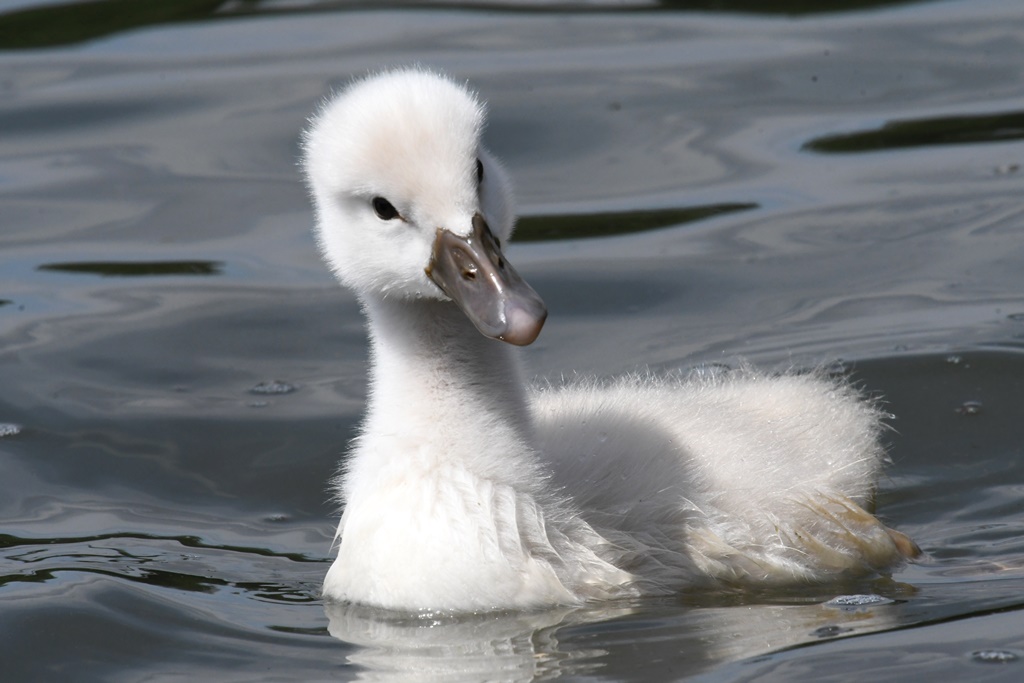 Bébés Anatidés et Rallidés près de l'eau. Bernache, Cygne, Foulque, Canard... Cygnes10