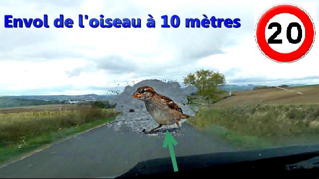 merle - Oiseaux tués sur la route Envol_12