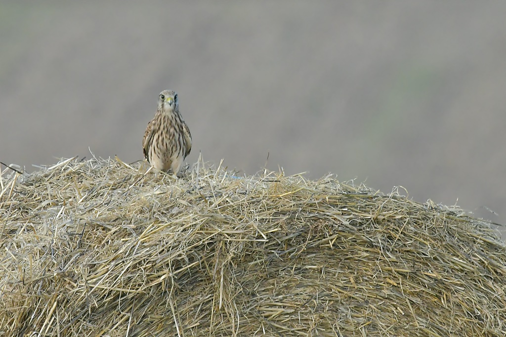 faucon - Falconidés - Faucon crécerelle, hobereau... Faucon22