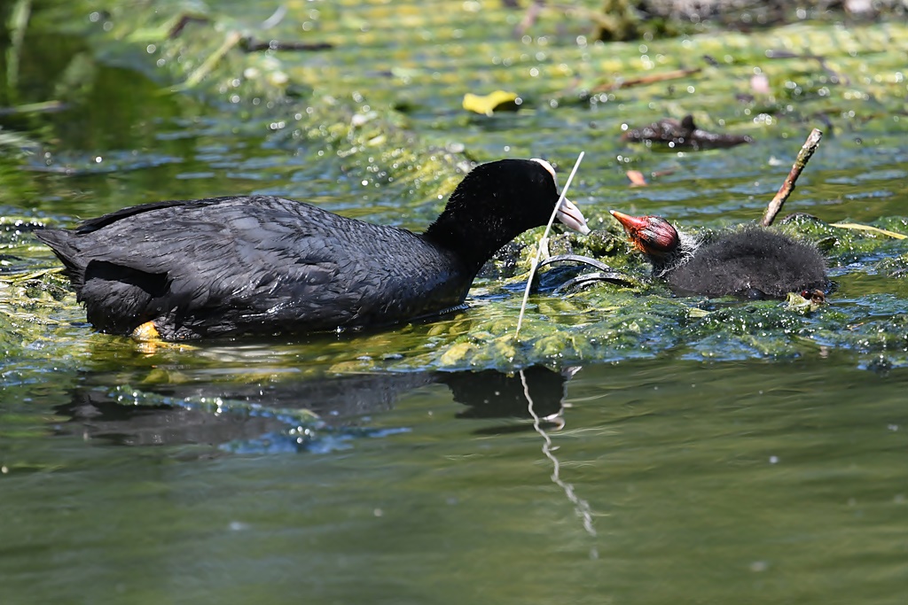 Bébés Anatidés et Rallidés près de l'eau. Bernache, Cygne, Foulque, Canard... Foulqu15