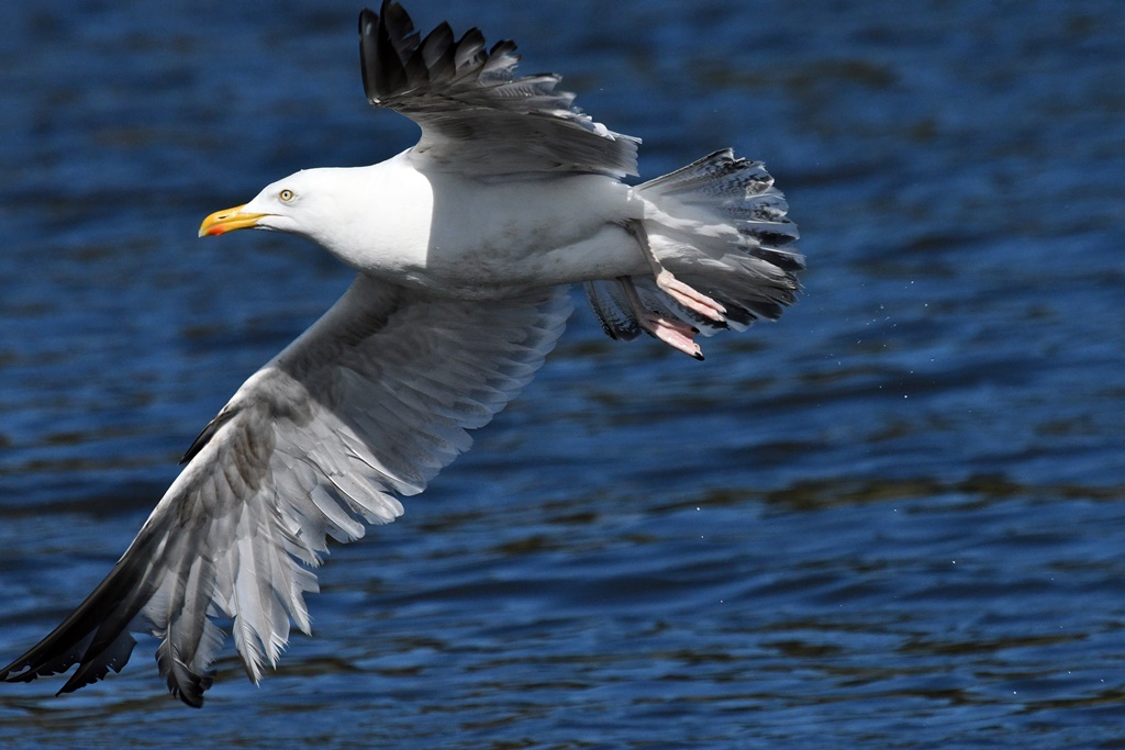 Laridés près de l'eau, Goéland, Mouette rieuse, Sterne pierregarin, naine, Foulque..... Goelan12