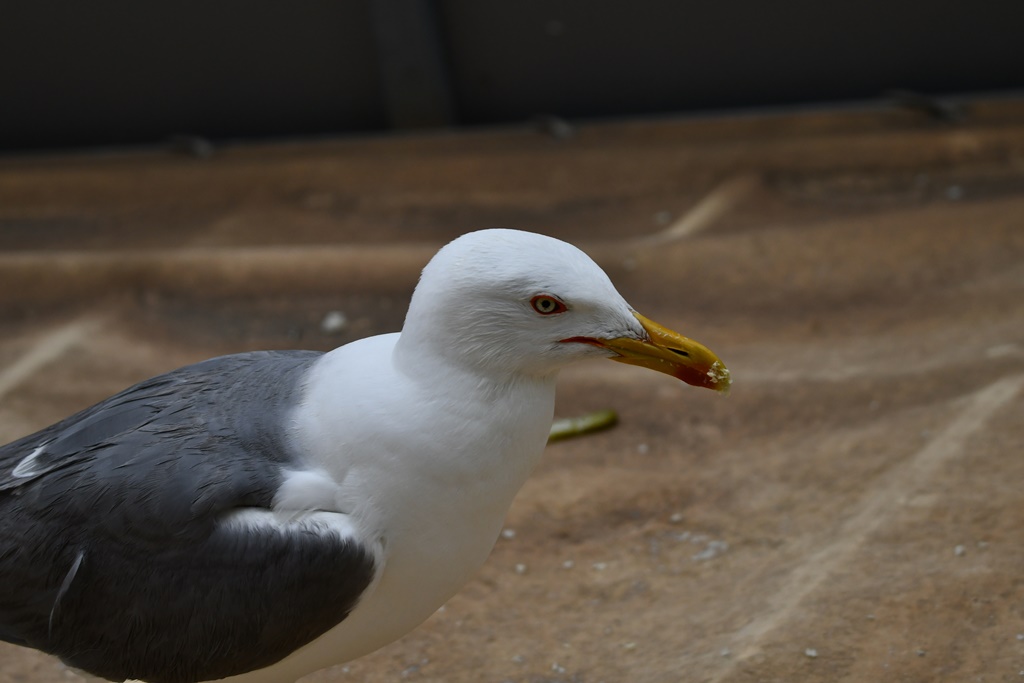 Laridés près de l'eau, Goéland, Mouette rieuse, Sterne pierregarin, naine, Foulque..... Goelan14