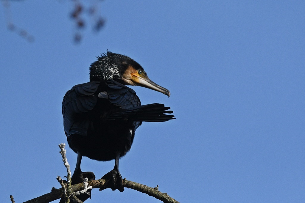 faucon - Mes observations d'oiseaux  du jour - Page 3 Grand_27