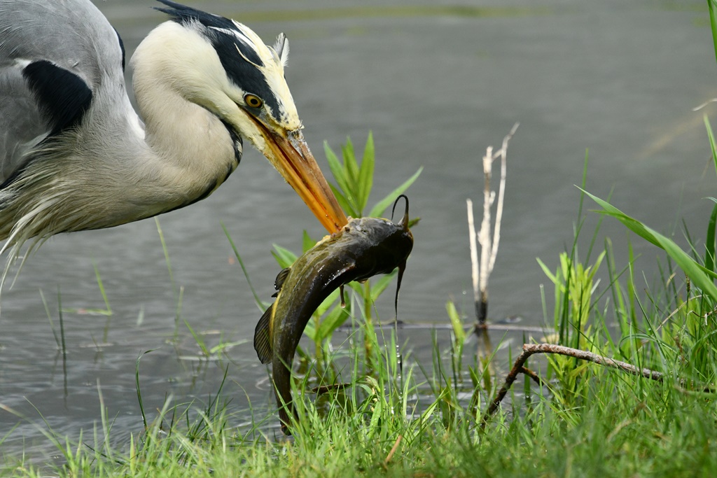 héron - Ardéidés près de l'eau - Héron, Aigrette..., Blongios nain, Héron garde-boeufs, Crabier chevelu... Heron_12