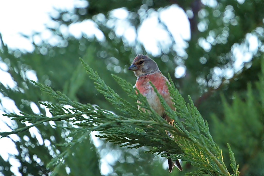 Fringillidés - Chardonneret, Linotte, Pinson, Serin cini, Verdier, Bouvreuil, Tarin, Bec croisé Linott10