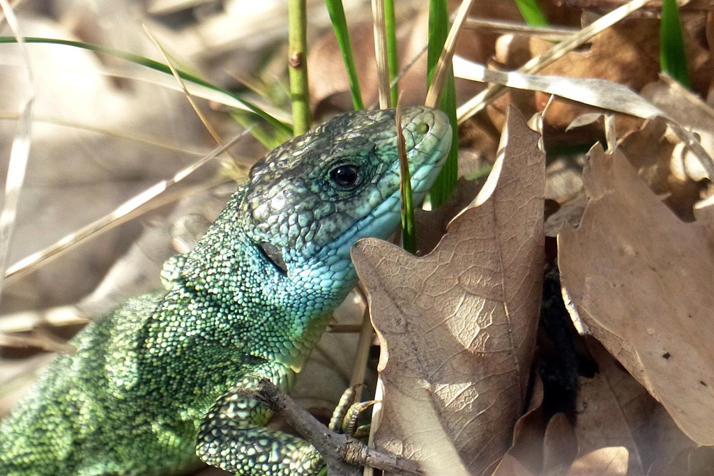 Reptiles - Lézard des laves, lézard des murailles, lézard vert, lézard vivipare, couleuvre à collier Lzozar15