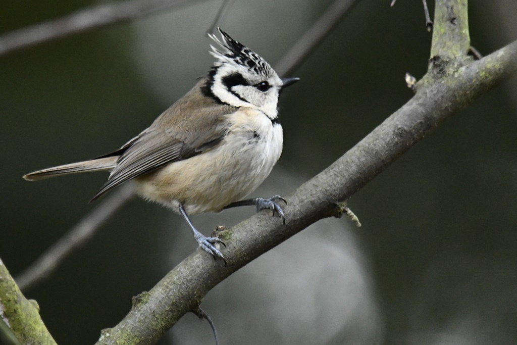 rougegorge - Paridés - Mésange bleue, charbonnière, huppée, nonnette, noire Mesang26