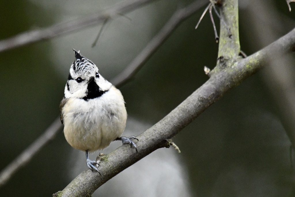 mésange - Paridés - Mésange bleue, charbonnière, huppée, nonnette, noire Mesang28