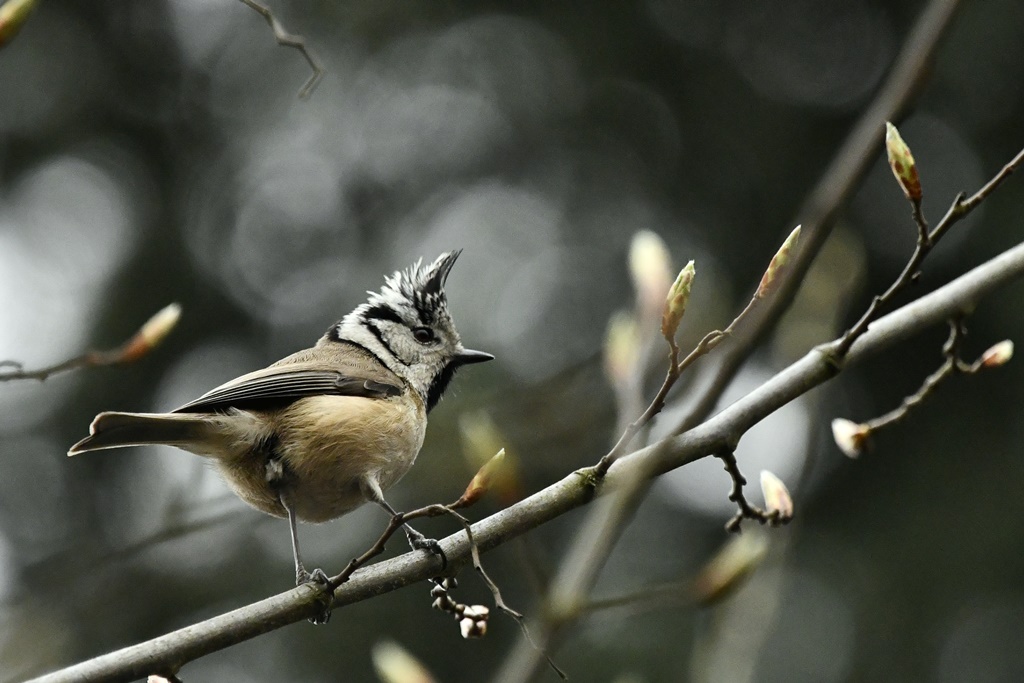 rougegorge - Paridés - Mésange bleue, charbonnière, huppée, nonnette, noire Mesang31