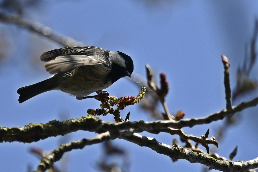 Paridés - Mésange bleue, charbonnière, huppée, nonnette, noire Mesang33