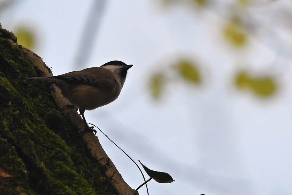 orite - Mes observations d'oiseaux  du jour - Page 2 Mesang73