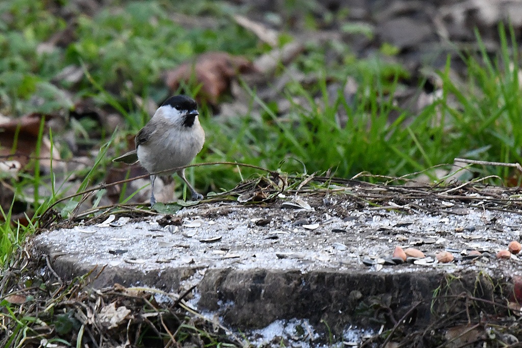 Mes observations d'oiseaux  du jour - Page 2 Mesang90