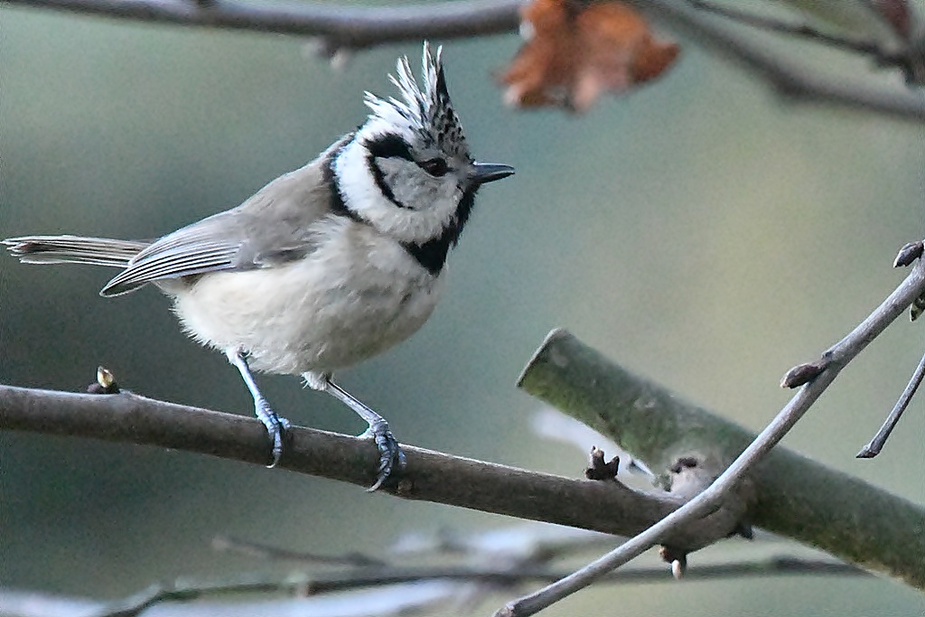 rougegorge - Paridés - Mésange bleue, charbonnière, huppée, nonnette, noire Mzosan23