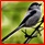 oiseaux - Liste des familles d'oiseaux publiées Orite_33