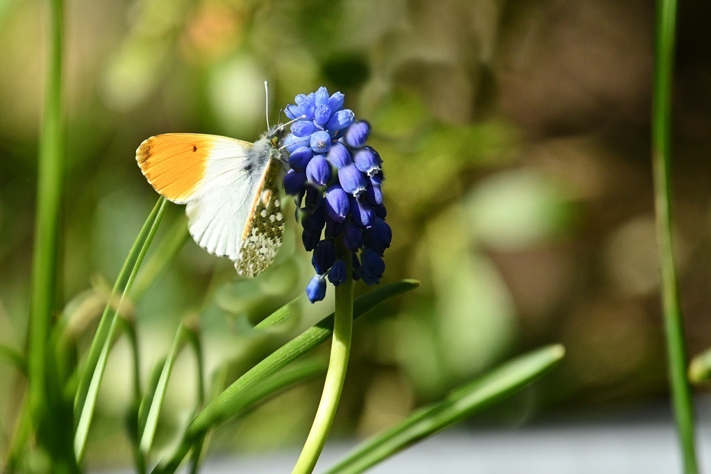 Papillon. Ecaille chinée ou Callimorphe - Péride de cresson, Argus bleu, Vulcain Papill12