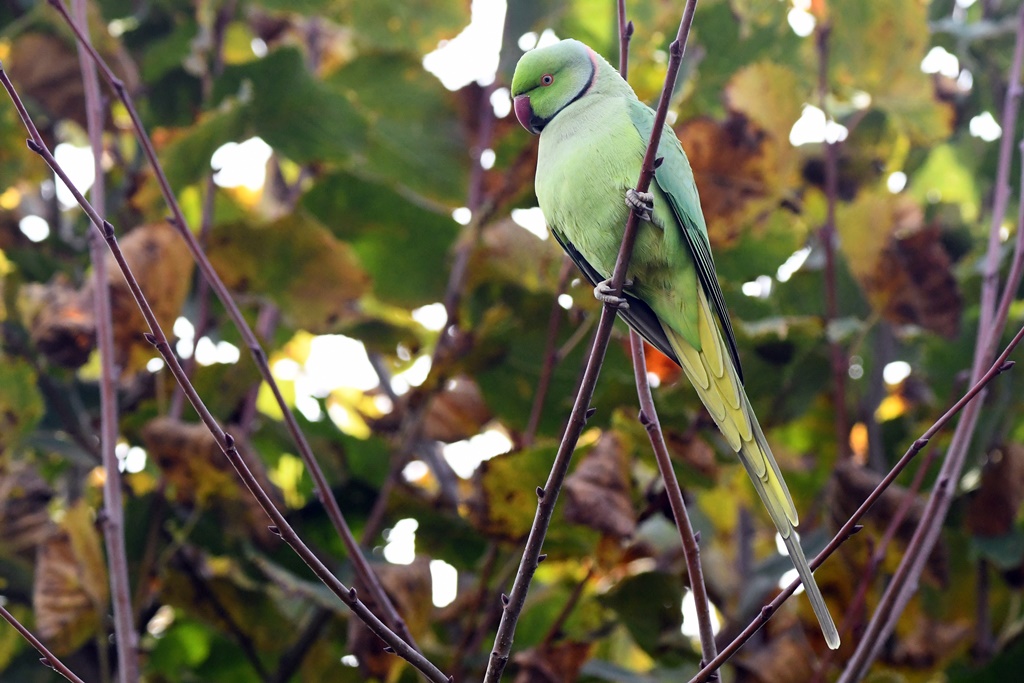 mésange - Psittacidés. - Perruche à collier Perruc35