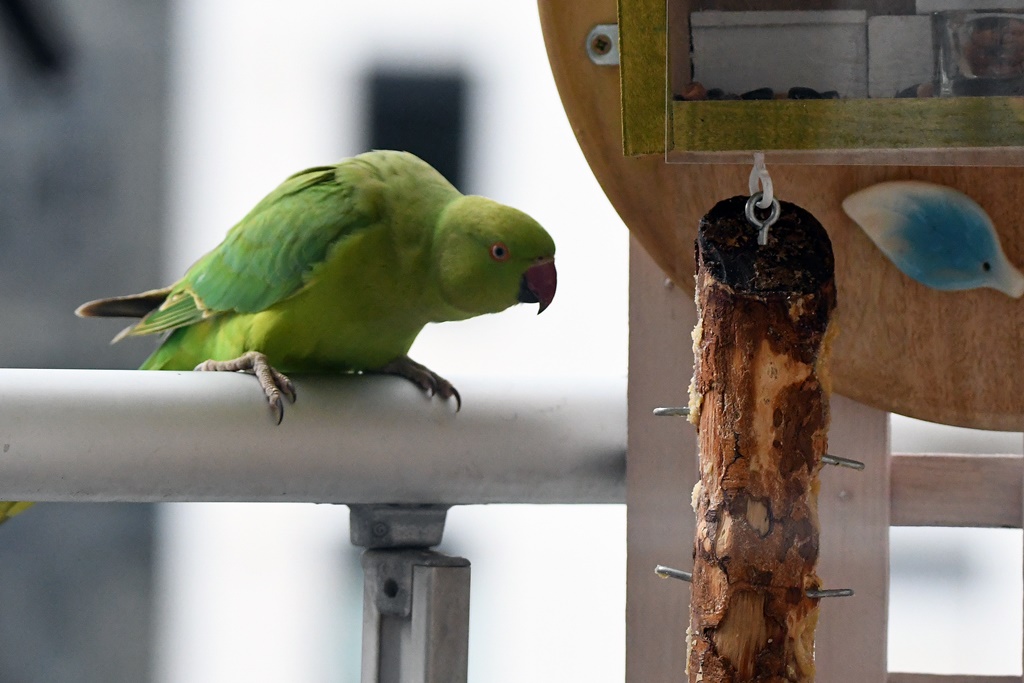 mésange - Psittacidés. - Perruche à collier Perruc39