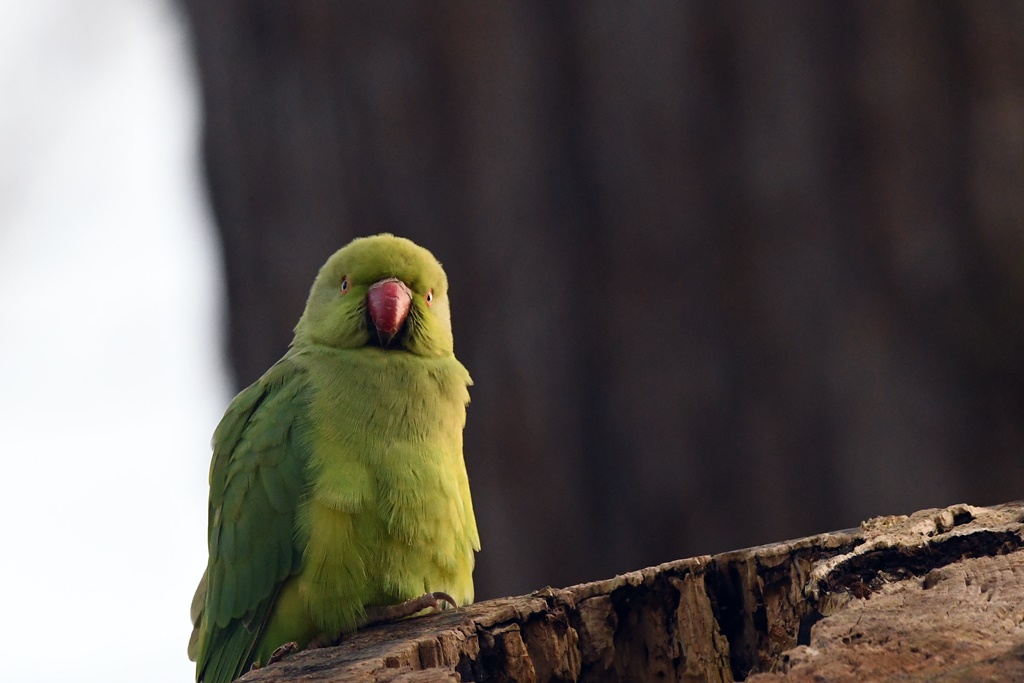 mésange - Psittacidés. - Perruche à collier Perruc40