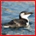 Liste des familles d'oiseaux publiées Pingou10